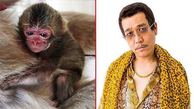Nama Piko Taro Diberikan pada Seekor Bayi Monyet!