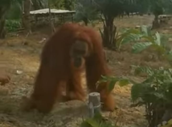 Orangutan Muncul di Perkebunan Warga Aur Cina Inhu