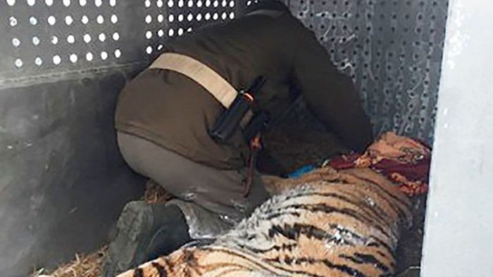 Harimau ini Keluar Hutan dan Berbaring di Teras Rumah Warga Karena Sakit Gigi