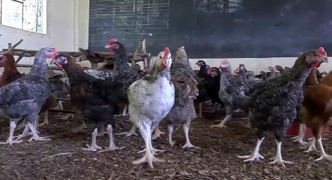 Ditutup Karena Covid-19, Bangunan Sekolah Ini Malah Disulap Jadi Peternakan Ayam