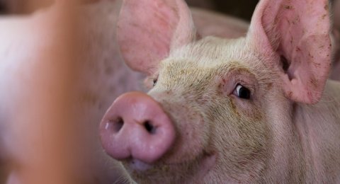 Malaysia Larang Produk Daging Babi dari Indonesia