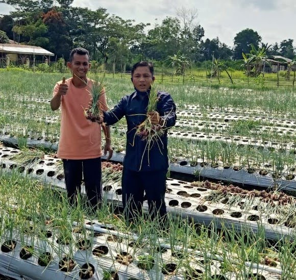 Anggota DPRD Siak H Azmi Bantu Pinjamkan Lahan 4 Hektar, Kelompok Tani Mekar Jaya Panen Bawang Merah