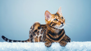 Empat Jenis Kucing Termahal di Dunia, ada Satu Ekor Rp14,3 Miliar