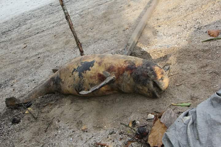 Seekor Binatang Langka Mati Terdampar di Pantai Solop, Inhil