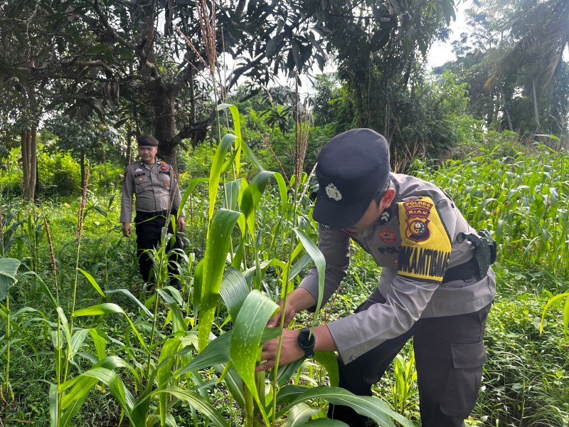 Monitoring Rutin Lahan Jagung Jadi Komitmen Polsek Tembilahan Hulu Dukung Ketahanan Pangan