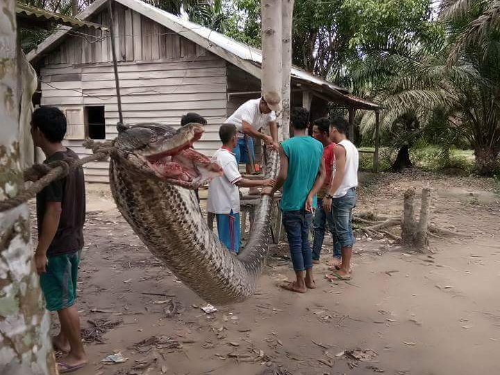 Beberapa Kisah Pertarungan Manusia dan Ular Piton yang Pernah Terjadi