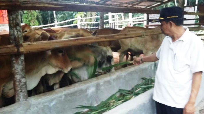 Dukung Program Integrasi Sapi Sawit di Pelalawan, Mentan Beri Bantuan 100 Ekor Sapi