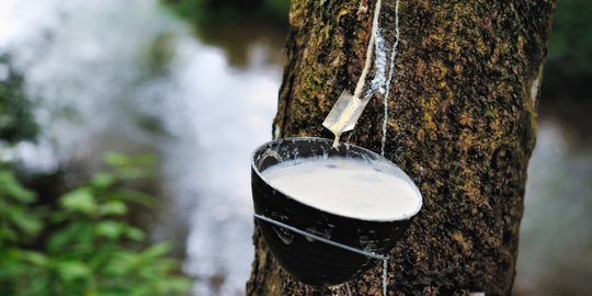 Harga Bahan Olahan Karet di Riau Terpantau Naik Pekan Ini