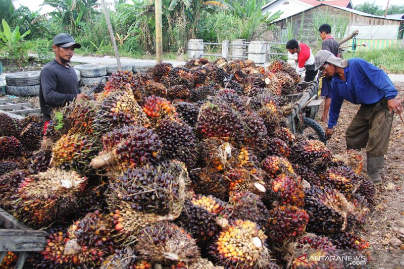 Harga Sawit Riau Turun Lagi Rp44,64/Kg