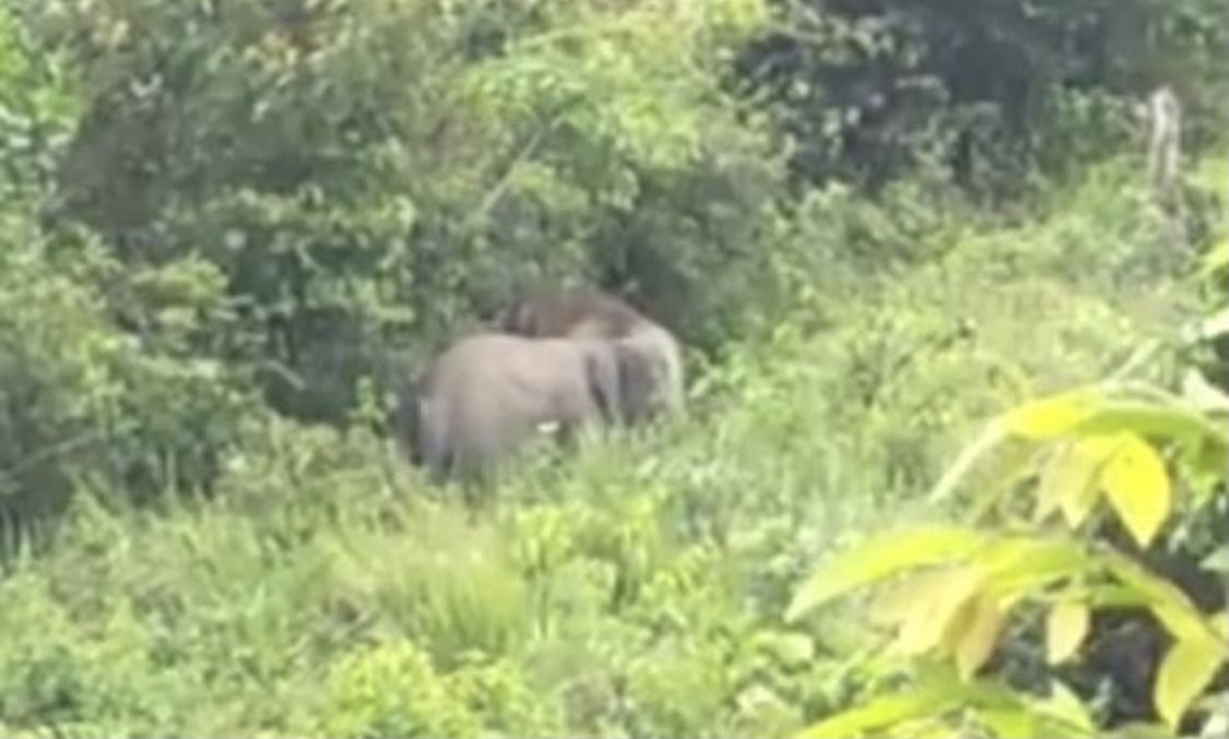 Ingin Memfoto dari Dekat, Seorang Warga Inhil Diserang Gajah Liar