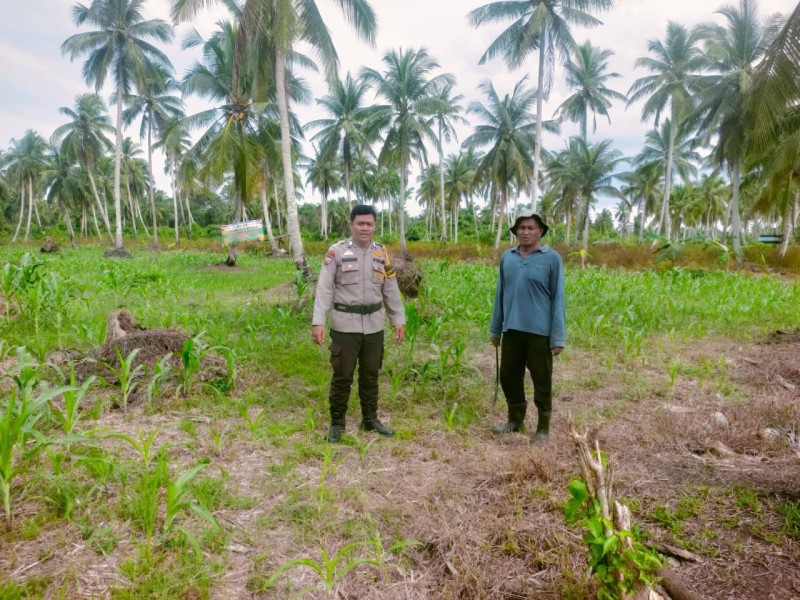 Bhabinkamtibmas dan Kelompok Tani Cek Perkembangan Jagung di Pekan Kamis