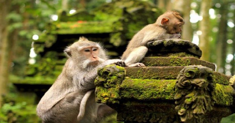 Mengintip Ekspresi Lucu Kera Keramat di Monkey Forest Ubud
