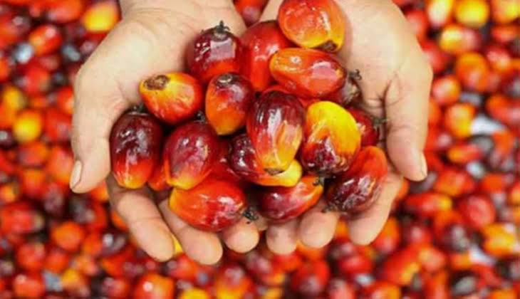 Dua Pengusaha Indonesia yang Kaya Raya Berkat Kelapa Sawit