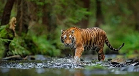 Warga Pelangiran, Inhil Tewas Diterkam Harimau