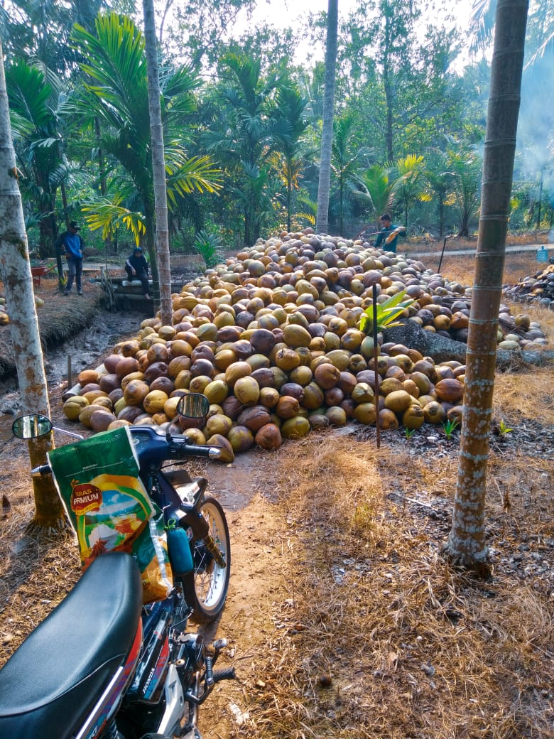 Harga Kelapa Rp1000 per Kg, Petani Inhil Teriak!