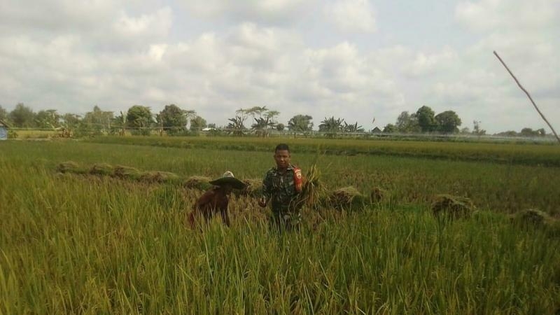 Selain Aktif di Babinsa, Serda Mardia Aktif Bantu Petani di Kelurahan Kempas Jaya