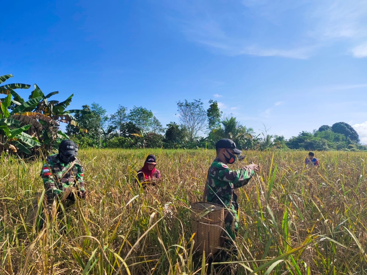 Musim Panen di Perbatasan, Satgas Yonif 642 Terjun Langsung ke Sawah Membantu Warga Memanen Padi
