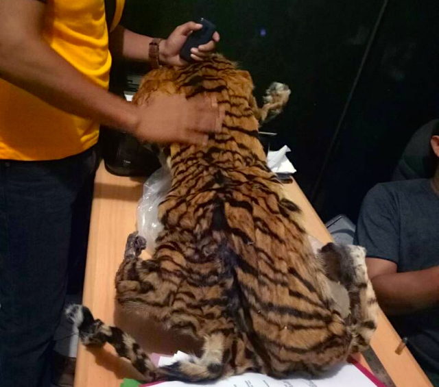 Warga Dumai dan Sumbar Tertangkap di Jambi Saat Transaksi Kulit Harimau