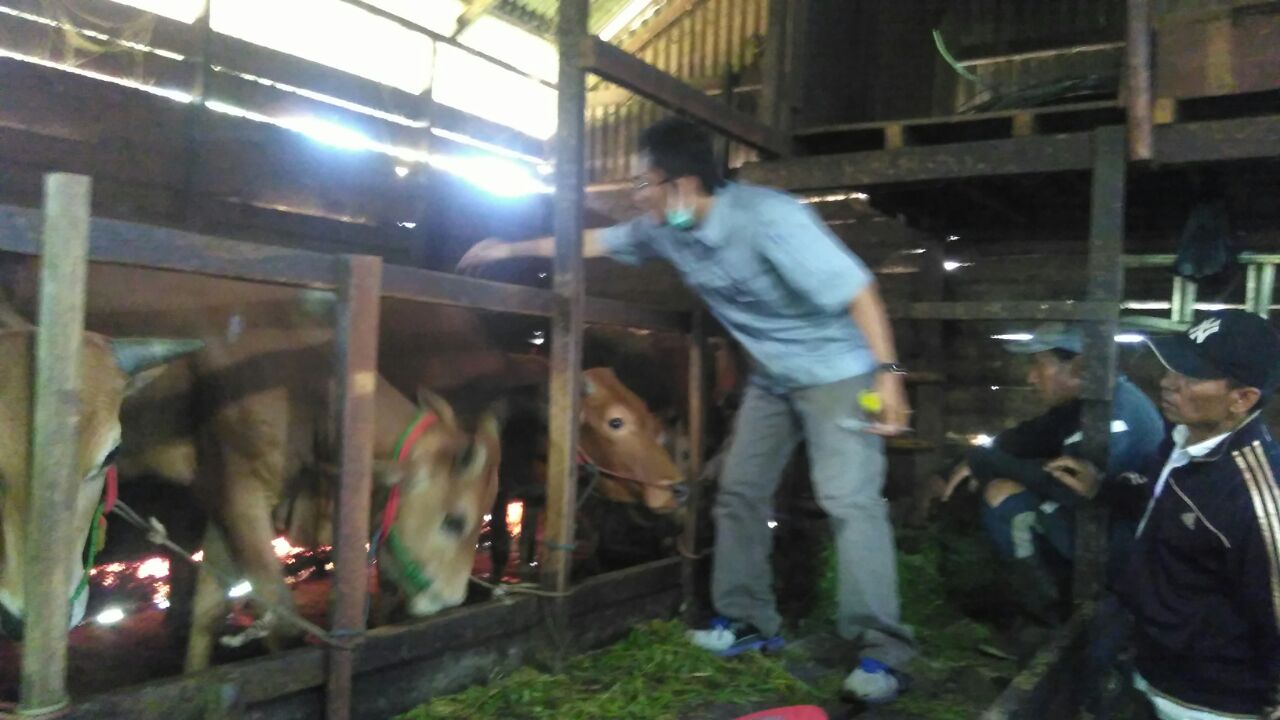 Hewan Qurban di Inhil Sehat