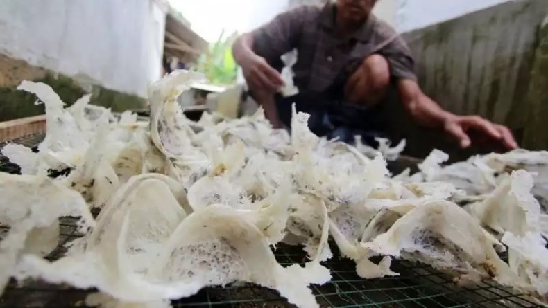 Sarang Burung Walet Kini Banyak Diekspor ke China, 1 Kg Harganya Tembus Rp25 Juta