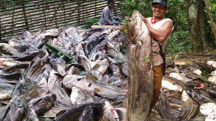 Warga Panen Ratusan Ikan yang Besar di Nanga Sungai