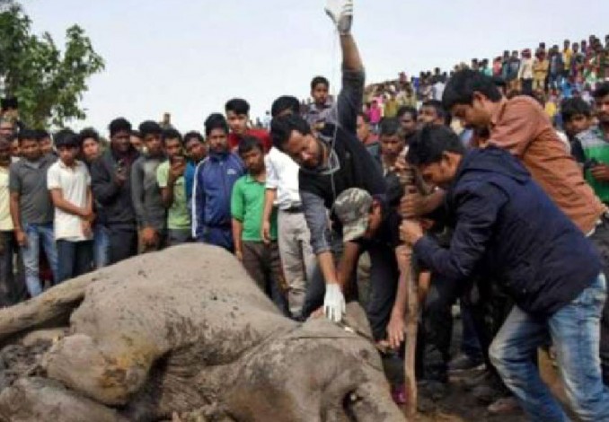 Tertubruk Kereta Api, Kawanan Gajah Terpental