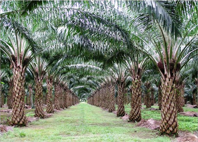 Ombudsman : 1,7 Juta Hektar Kebun Sawit di Riau Ilegal