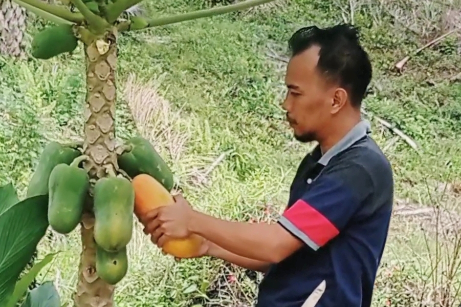 Budidayakan Pepaya, Petani Kuansing Raup Keuntungan Rp6 Juta Sepekan