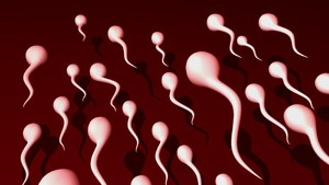 Makan Taoge Bikin Sperma Tokcer, Benar Tidak Ya?