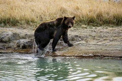 Pemandu Wisata Berburu Tewas Diserang Beruang