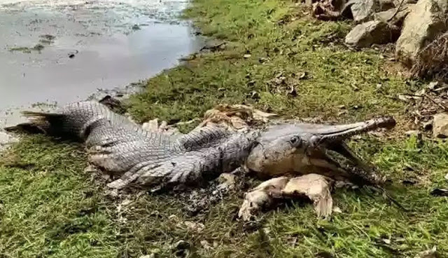 Heboh Ikan Mirip Buaya Terdampar di Waduk Singapura