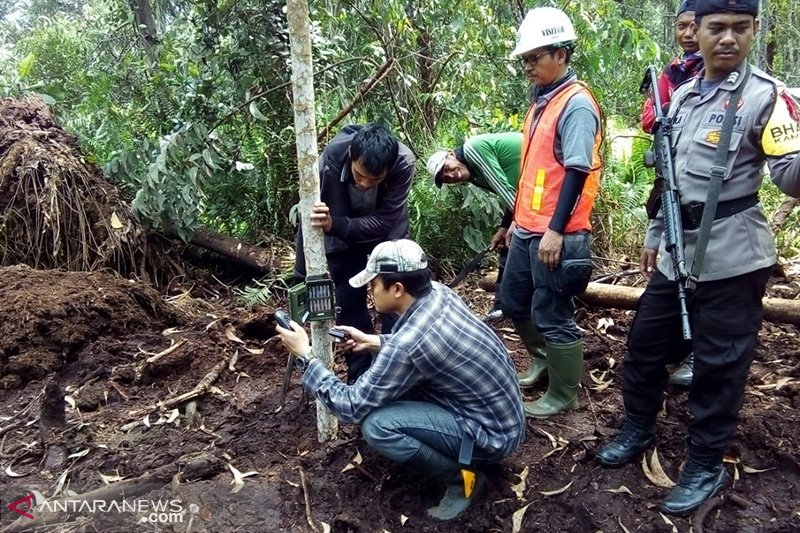 BBKSDA: 3 Harimau yang Terkam Buruh Panen Akasia Hingga Tewas di Riau