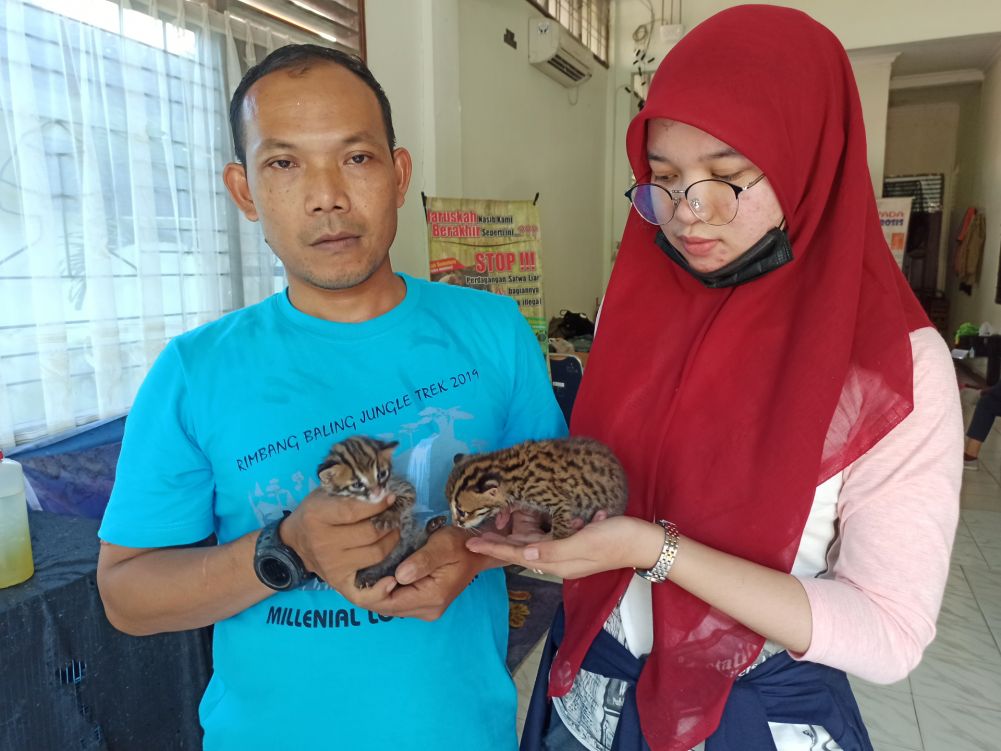 Kucing Hutan Dapat Perhatian Khusus di Klinik BBKSDA Riau