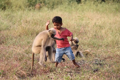 Dekat dengan Monyet, Bocah 2 Tahun Dianggap Reinkarnasi Dewa