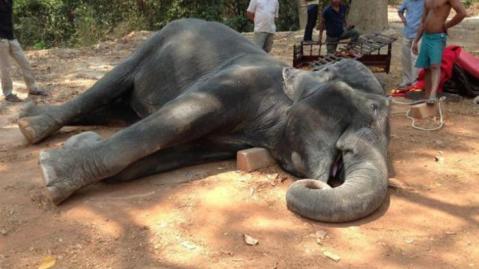 Kelelahan Angkut Turis, Gajah Ini Tewas