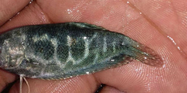 Ikan Sepat Berlafadz Allah Ditemukan di Bogor