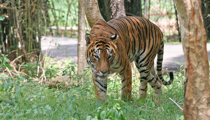Resahkan Warga, BBKSDA Riau Segera Relokasi 4 Harimau