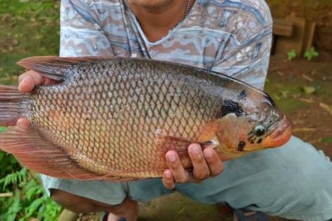 Harga Ikan Gurami Anjlok