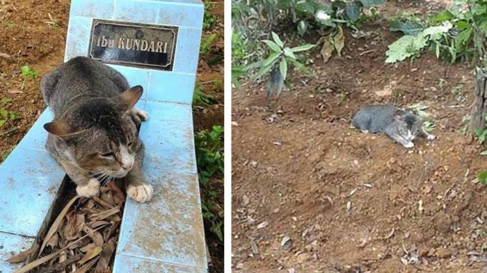 Tunggui Makam Majikan, Kucing Asal Kebumen Jadi Sorotan Media Internasional