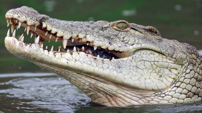 Diterkam Buaya saat Memanah Ikan, Melkianus Tusuk Leher Buaya dengan Pisau untuk Melepaskan Diri