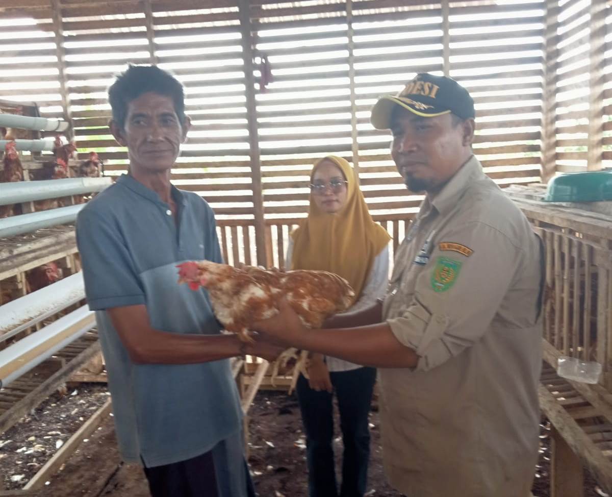 Kades Simpang Kateman Serahkan Bantuan 65 Ekor Ternak Ayam Kepada Kelompok Ternak Mutiara