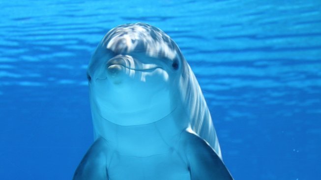 Bercinta dengan Lumba-Lumba, Malcolm: Dia Duluan yang Menggoda Saya