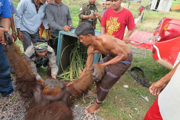 Karena Kelaparan, Orangutan Ini Menjarah Buah di Kebun Warga