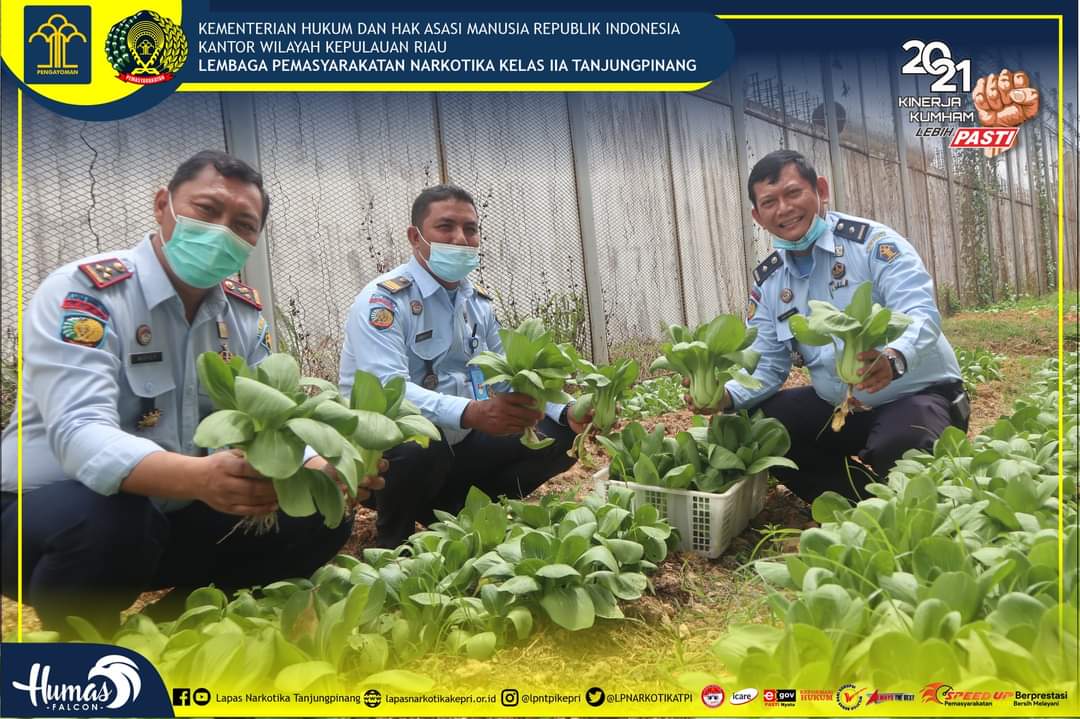Lapas Narkotika Kelas IIA Tanjungpinang Panen Sawi Hasil Pertanian dari Warga Binaan