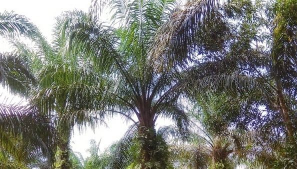 Kebun Sawit Ilegal Akan Ditertibkan