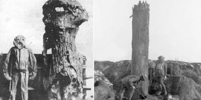 Pohon Pencabut Nyawa Saat Perang Dunia I