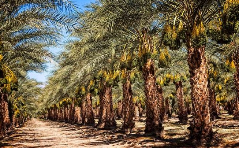 Arab Saudi Hijaukan Padang Pasir, Pertanda Apa?