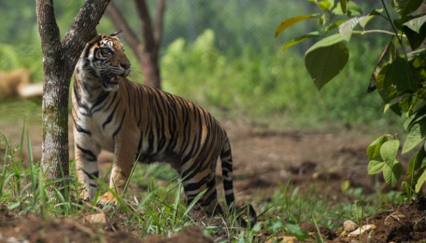 Korban Serangan Harimau di Inhil Diduga Lakukan Pembalakan Liar