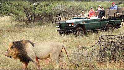 10 Taman Safari Paling Terkenal di Dunia