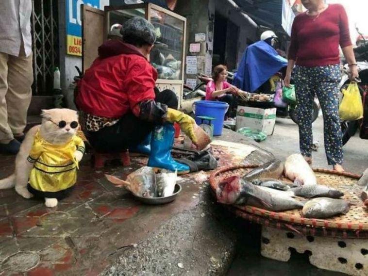 Aksi Kucing Berdagang Ikan di Pasar ini Curi Perhatian Warga
